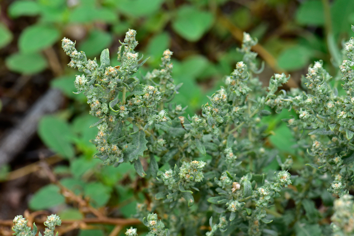 Wheelscale Saltbush have small inconspicuous fruits. Atriplex elegans Wheelscale Saltbush have small inconspicuous fruits. Atriplex elegans